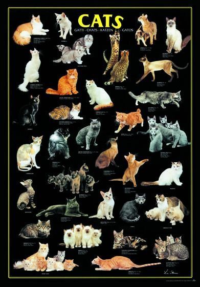 A collection of various cat breeds and kittens arranged on a black background.