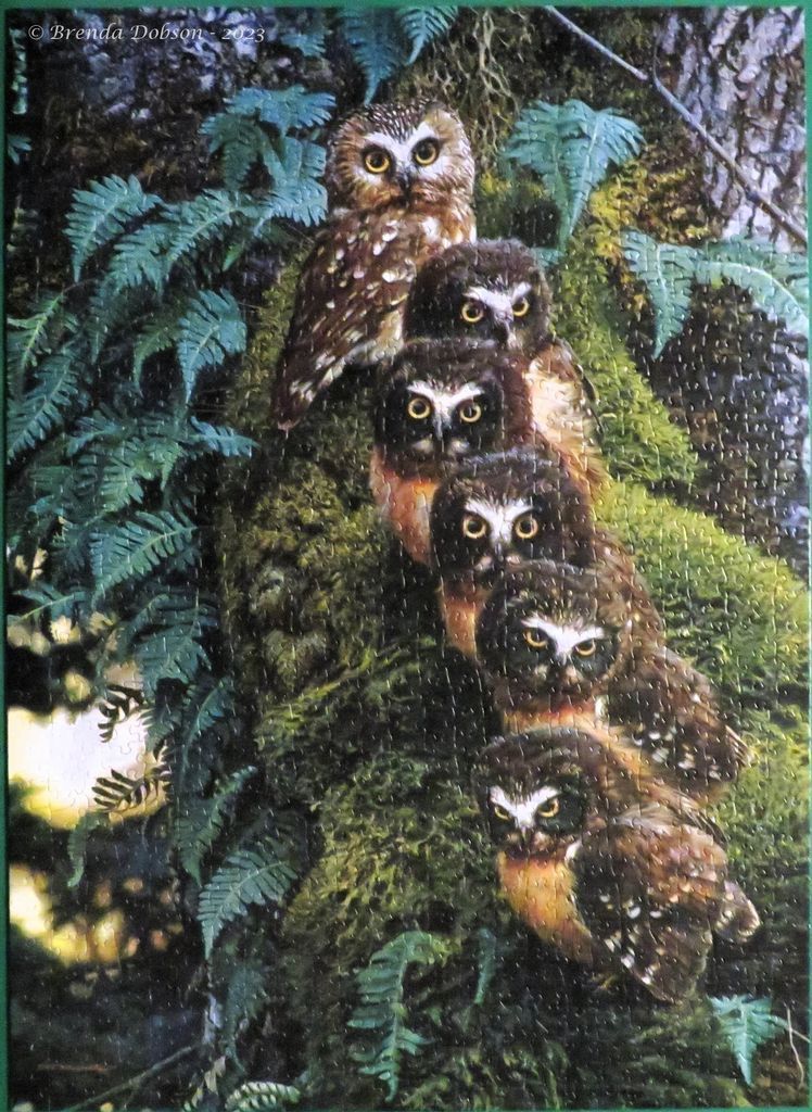 A row of six northern saw-whet owls perched on a mossy tree trunk surrounded by ferns.