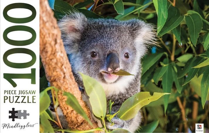 Close-up portrait of a fluffy grey koala eating a green eucalyptus leaf while perched in a tree.