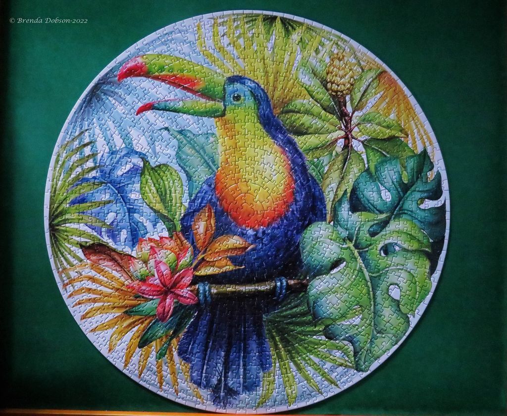 A round illustration of a toucan perched among tropical foliage and flowers against a sunburst background.