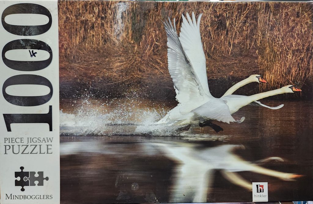 Two white swans taking flight over dark water in front of a background of tall, golden-brown reeds.