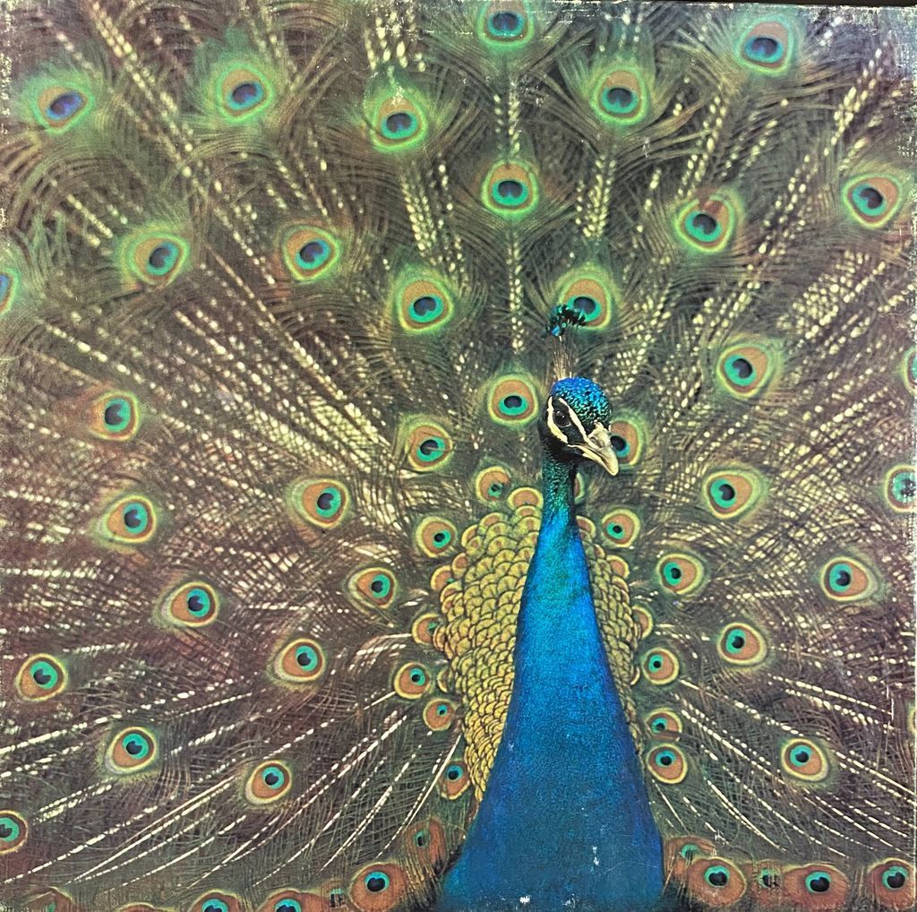 A male peacock with its vibrant tail feathers fully fanned out in a symmetrical display.