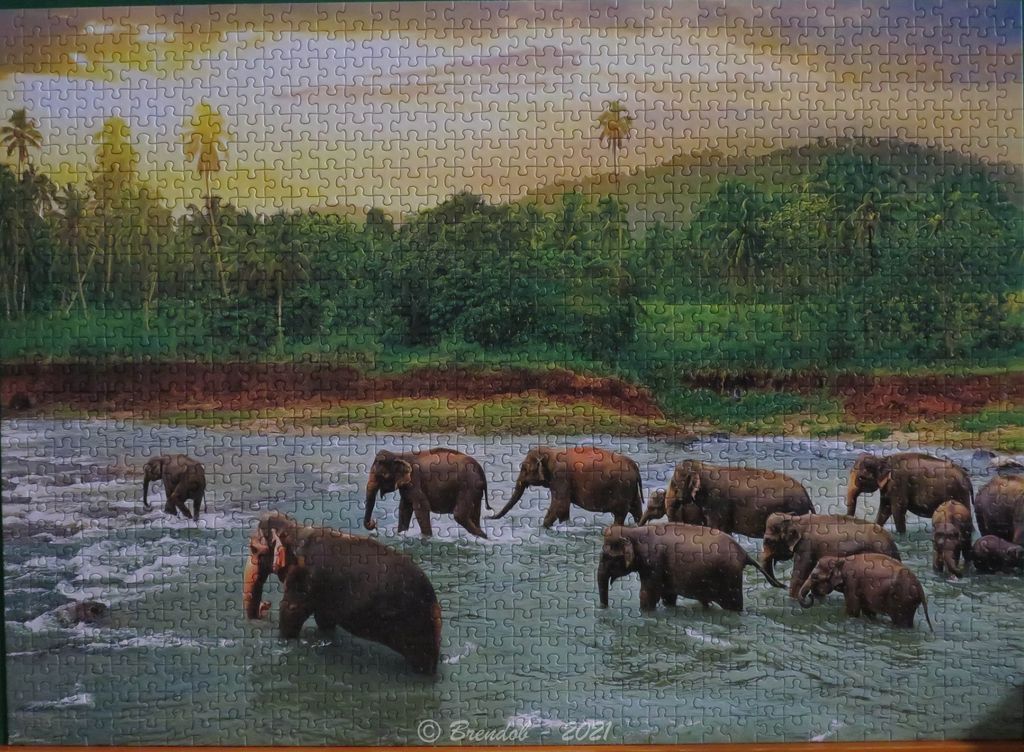 A herd of elephants wading through a shallow river at sunset against a lush tropical forest background.