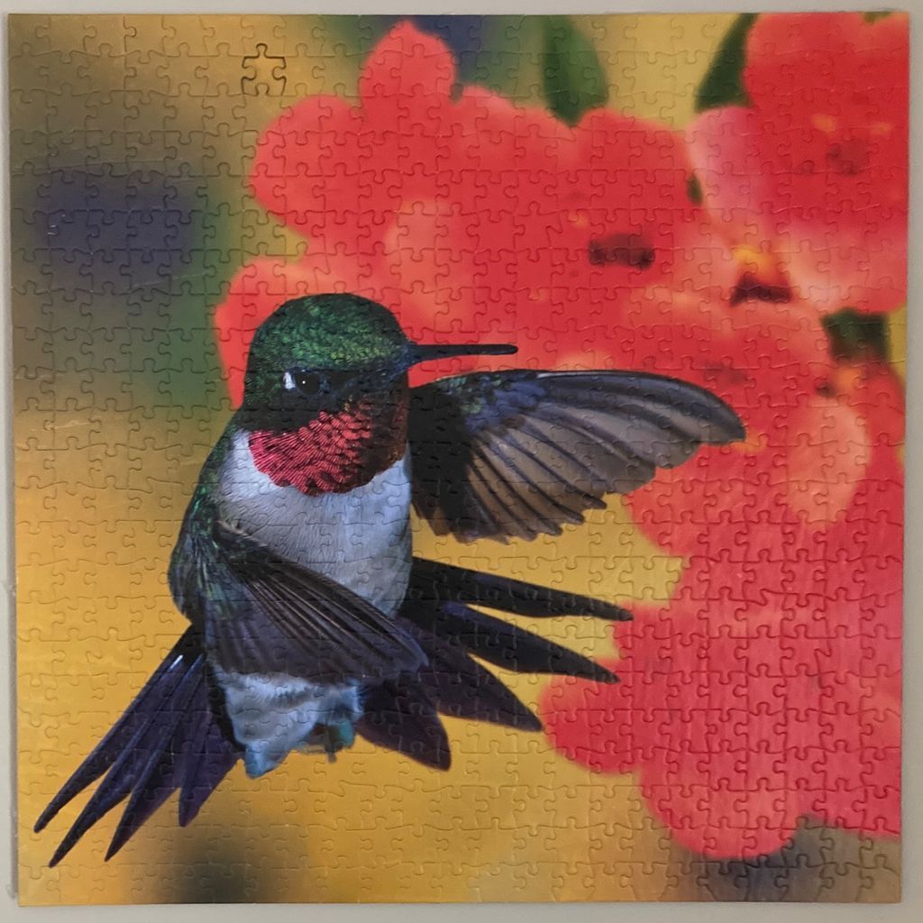 A ruby-throated hummingbird hovering in front of bright orange trumpet vine flowers.