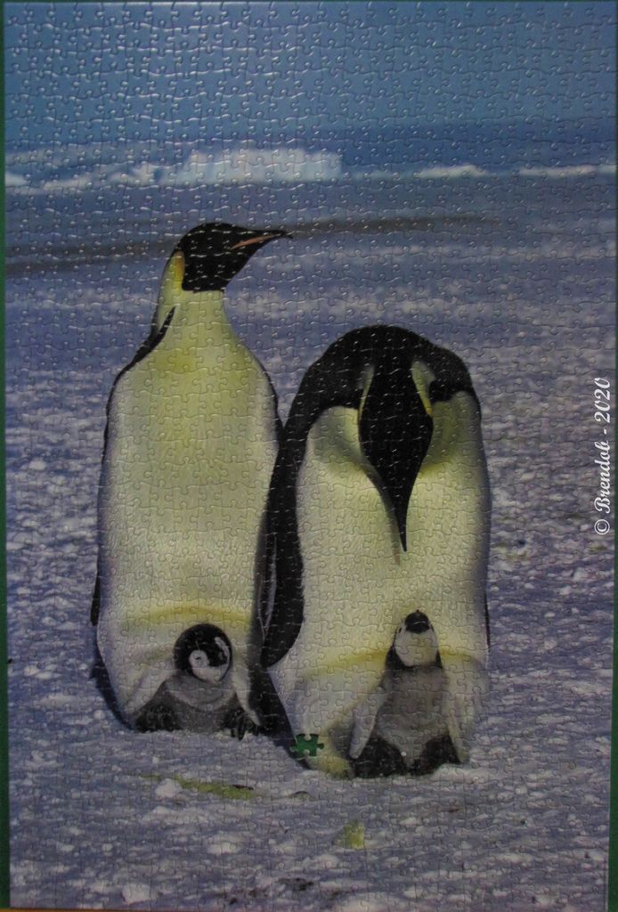Two adult emperor penguins standing on ice with chicks tucked into their brood pouches