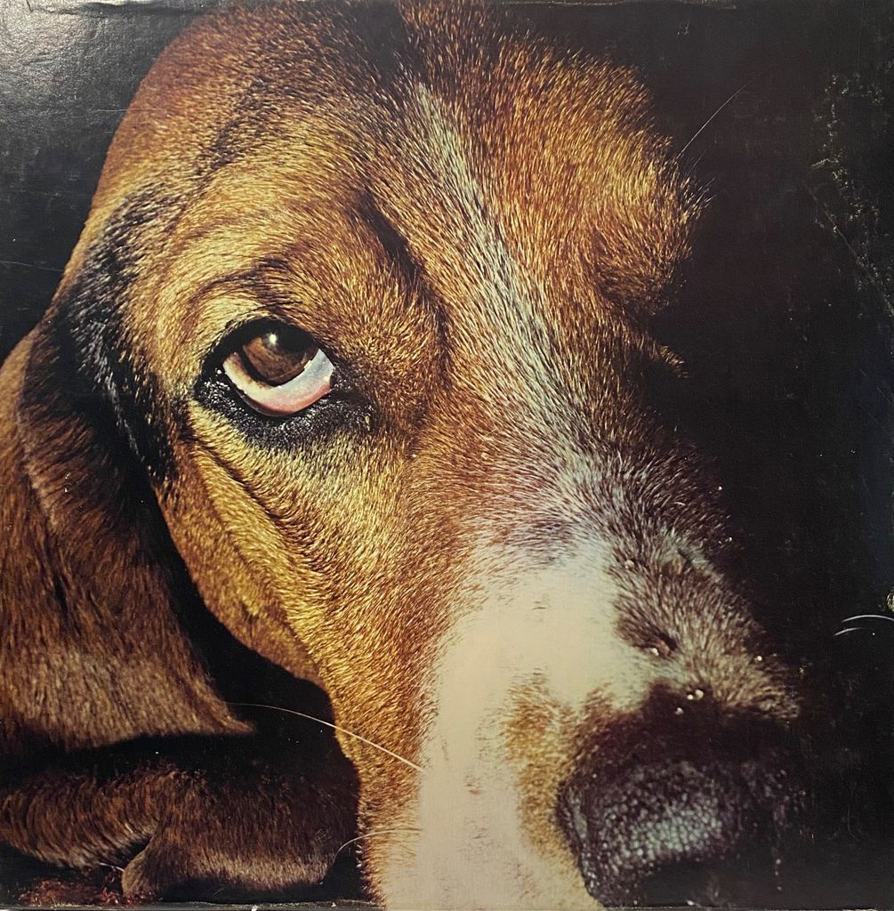 Close-up portrait of a hound dog with soulful eyes against a black background