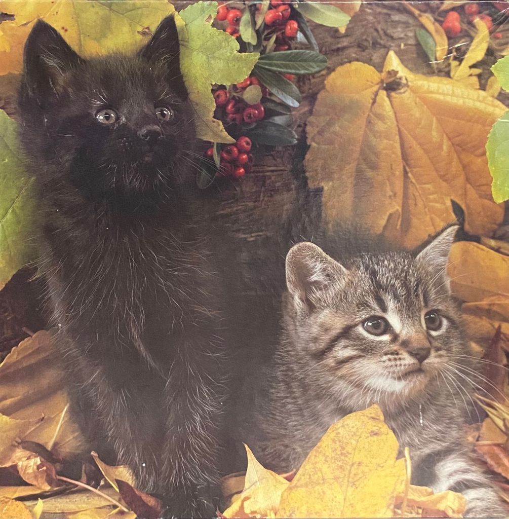 A black kitten and a tabby kitten sitting together amongst autumn leaves and berries.
