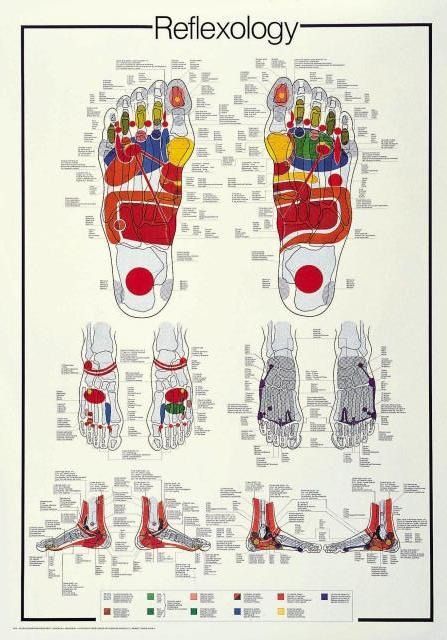 Educational reflexology chart showing various views of human feet with color-coded pressure points.