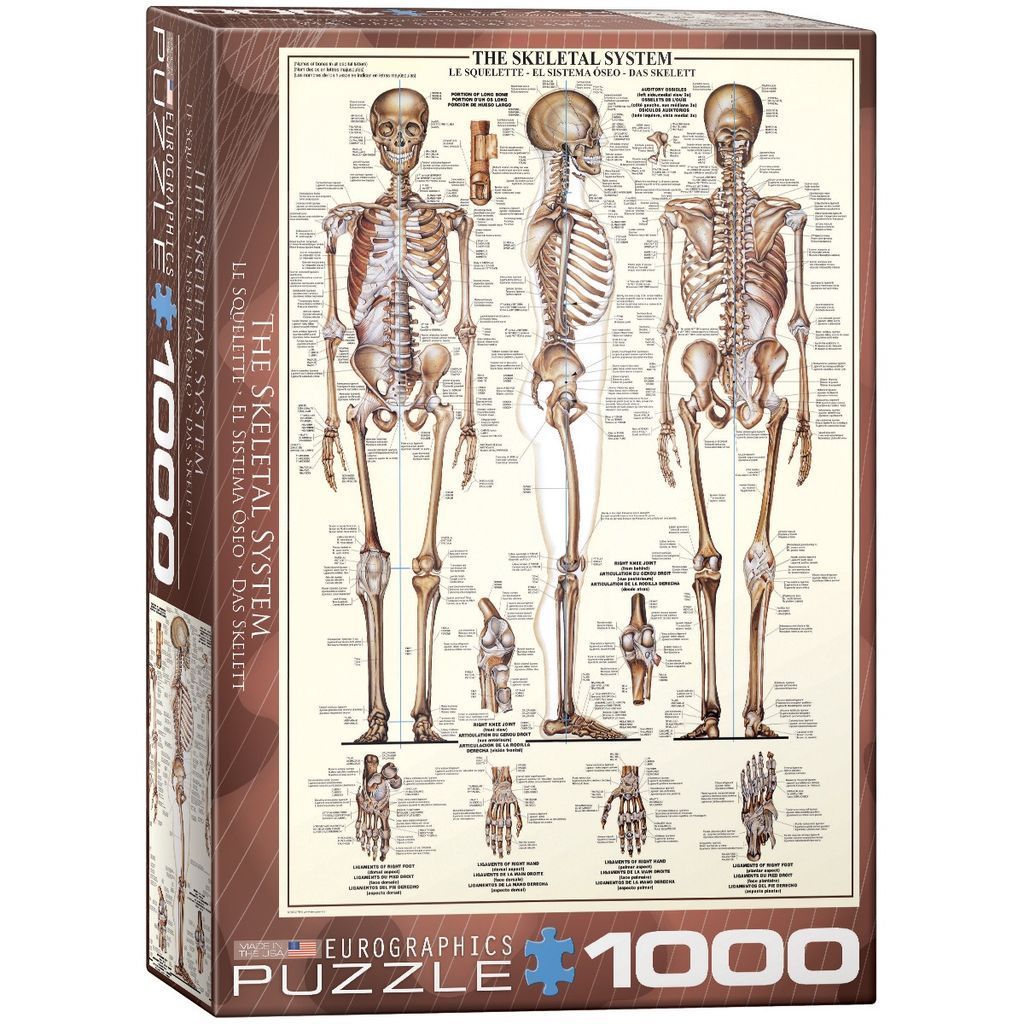 An anatomical illustration of the human skeletal system showing multiple views and labeled parts.