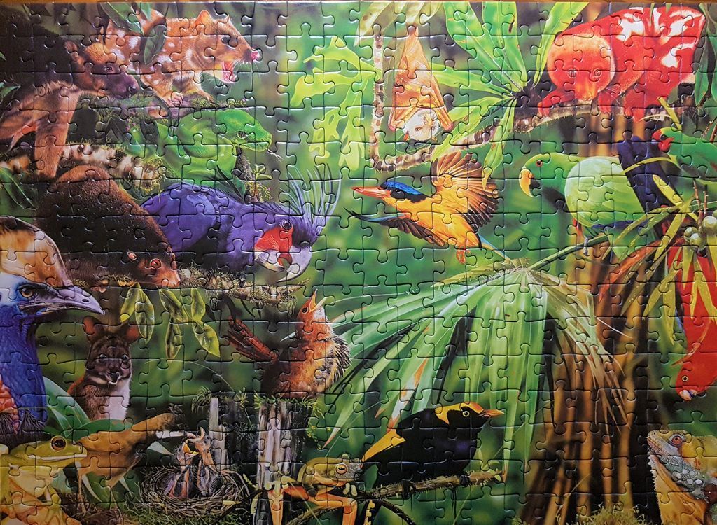 A lush rainforest scene densely populated with Australian native birds, marsupials, and reptiles.