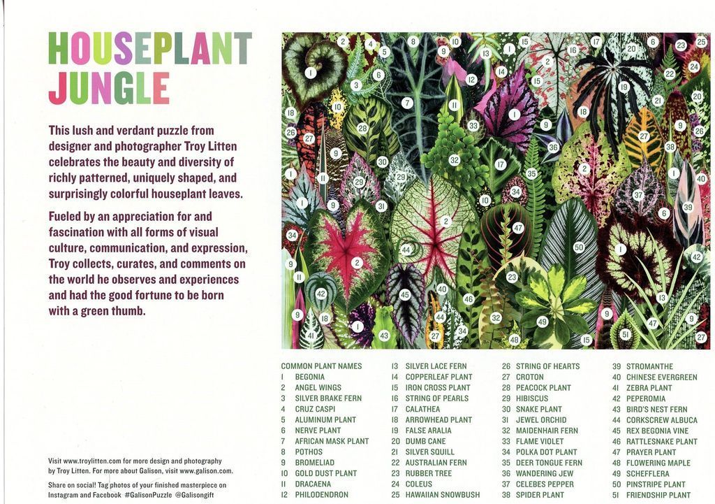 Houseplant Jungle: A vibrant collage of diverse, colorful, and textured tropical leaves.