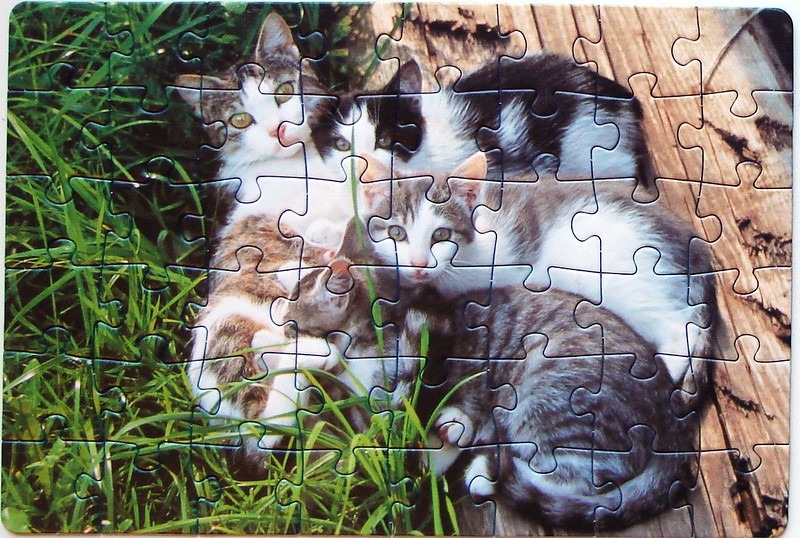 A litter of four kittens nestled together on a wooden surface next to tall green grass.