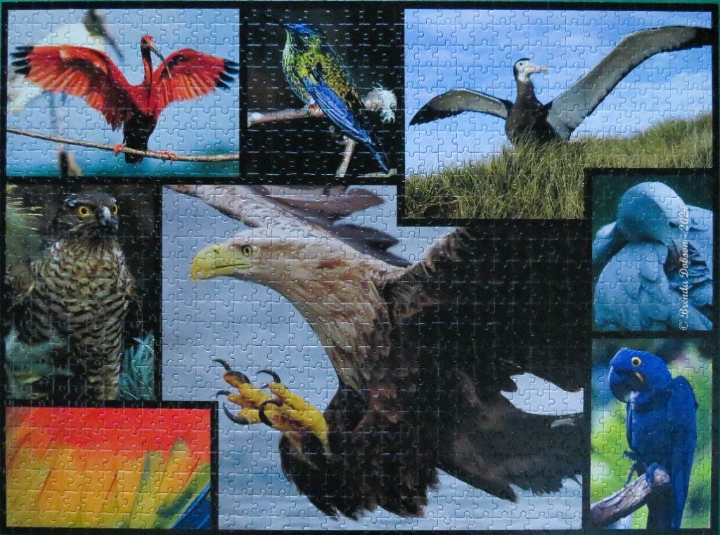 A collage of seven different wild birds, including a scarlet ibis, eagle, and macaw.