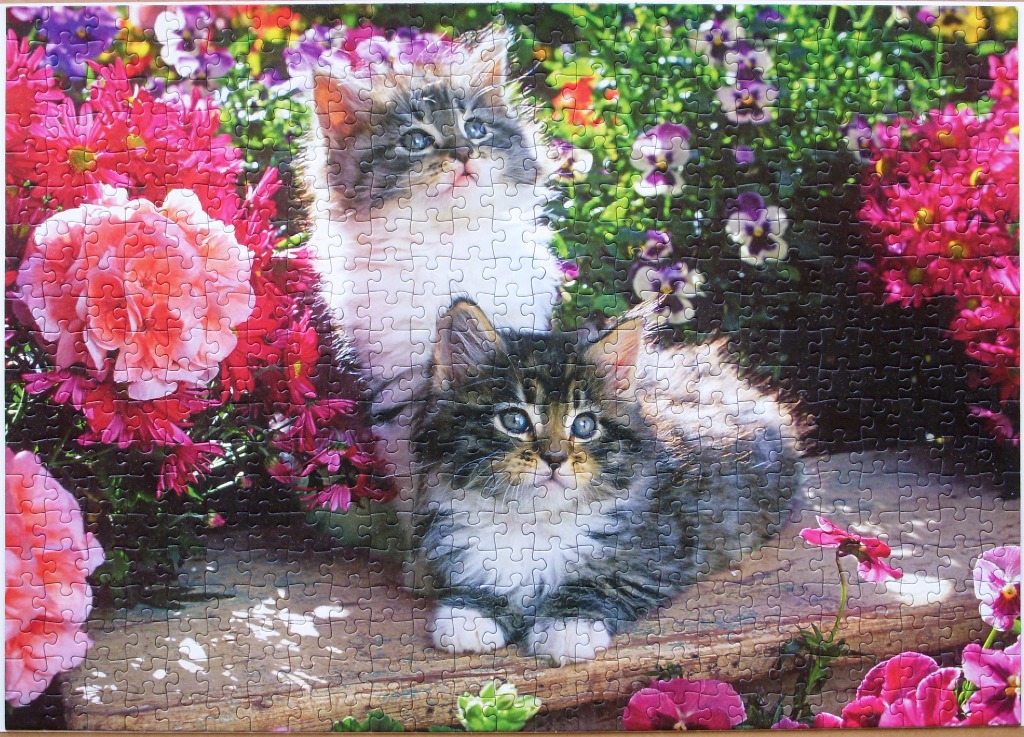 Two fluffy kittens sitting in a garden filled with bright pink flowers and purple pansies.