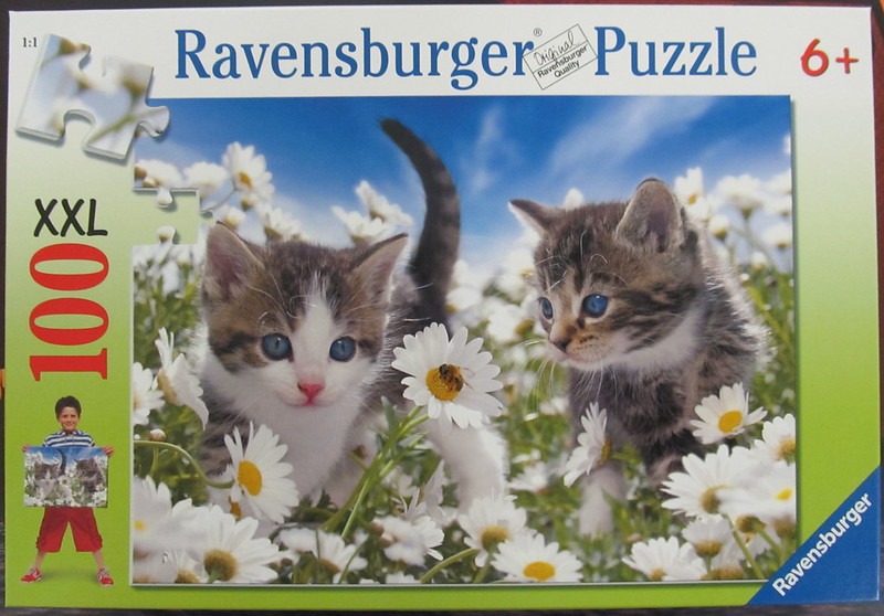 Two tabby kittens playing in a field of white daisies under a clear blue sky.