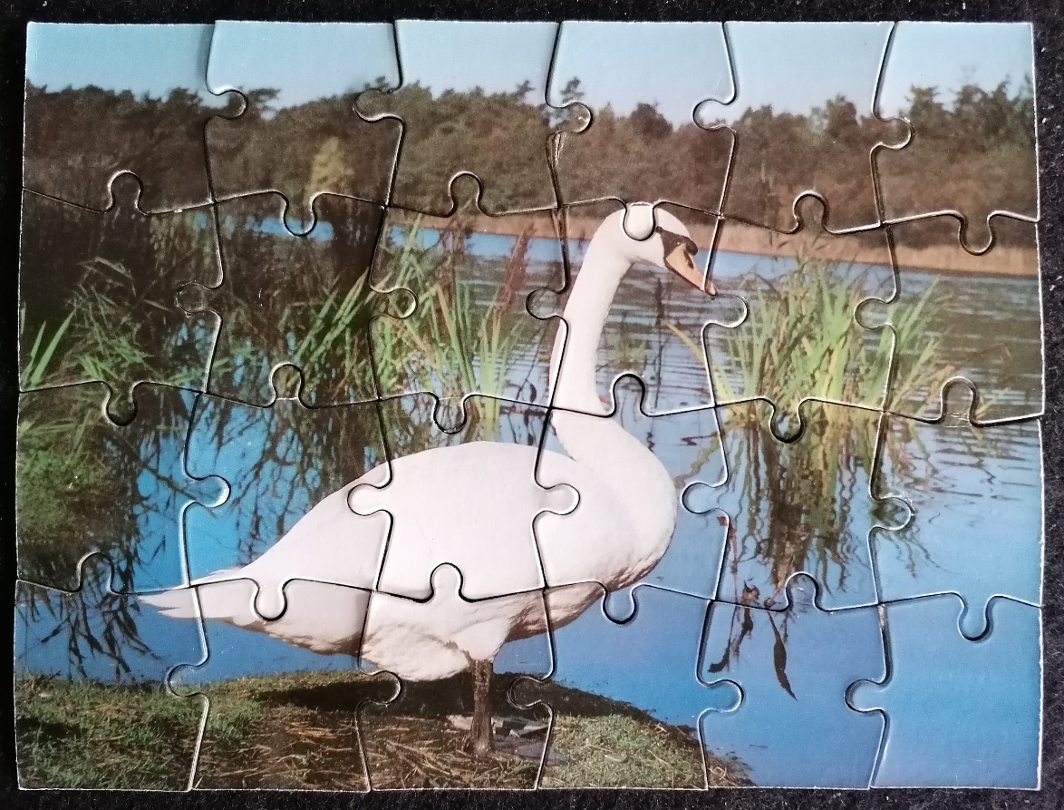 A white swan standing on the grassy bank of a blue pond with trees in the background.