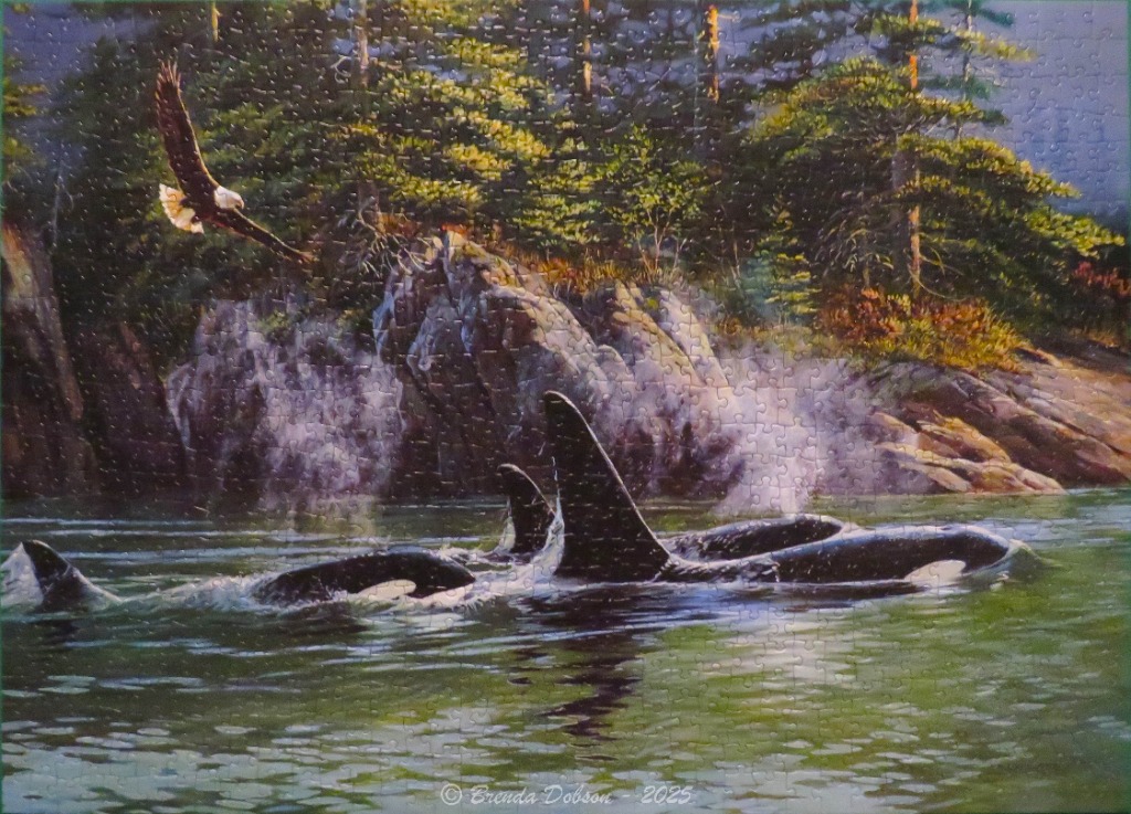 An illustration of a pod of orcas swimming near a rocky, forested coastline while a bald eagle flies overhead.