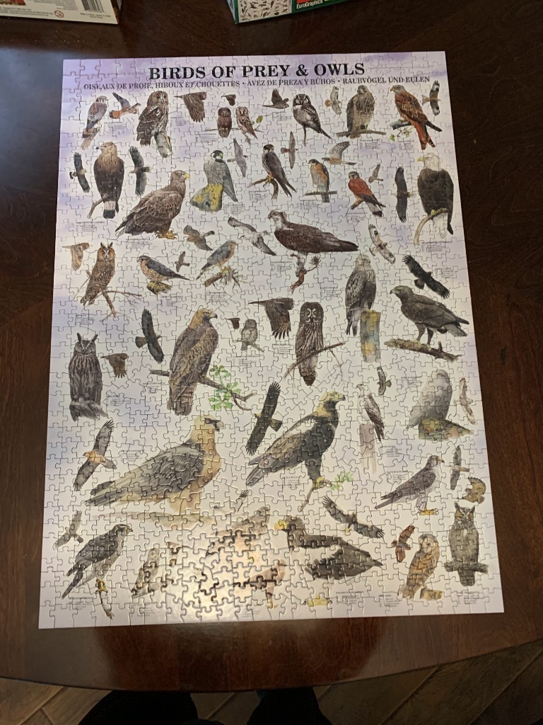 A scientific illustration poster featuring various birds of prey and owls against a white background.