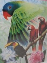 A detailed illustration featuring a large green parrot, two smaller red parrots, and a toucan perched among flowers.