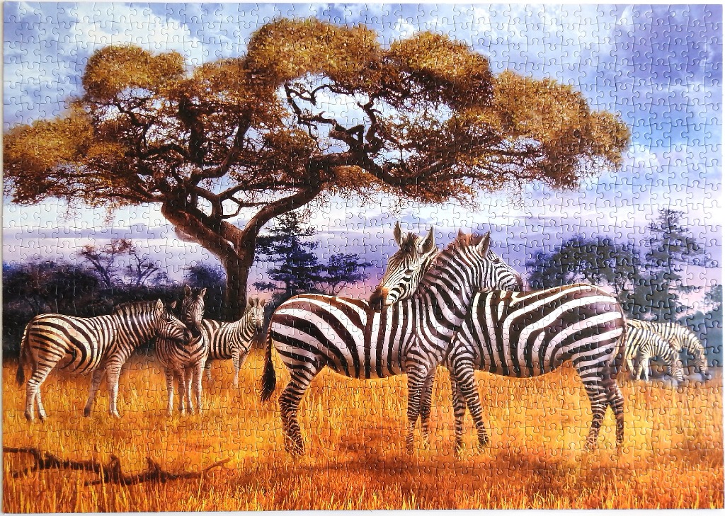 A herd of zebras grazing in an African savanna under a large acacia tree.