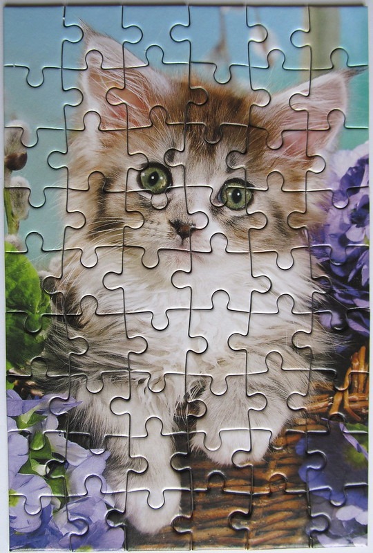 Close-up portrait of a fluffy Maine Coon kitten with large green eyes surrounded by purple flowers.
