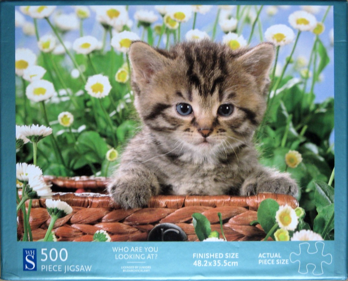 A fluffy tabby kitten sitting in a woven wicker basket surrounded by white daisies.
