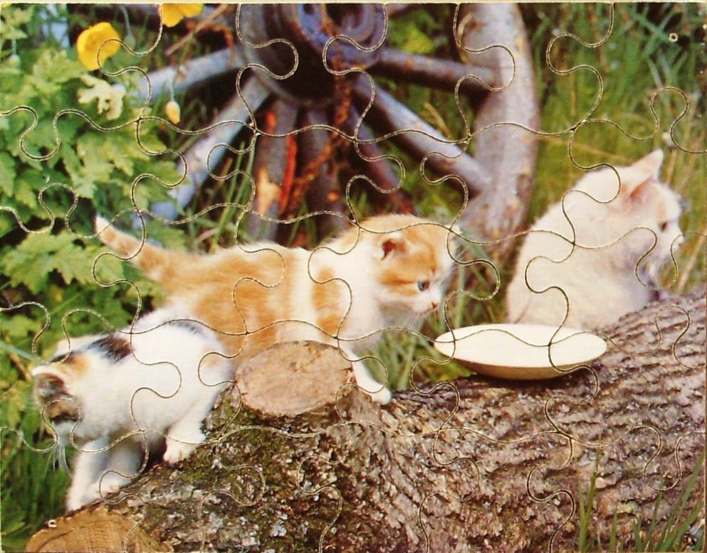 Three kittens interacting with a small bowl on a log in a rural outdoor setting.