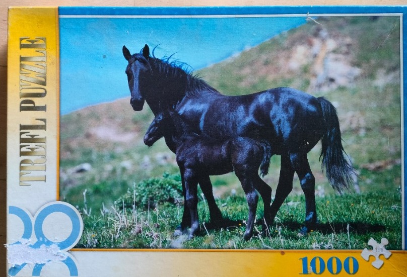 A black mare and her foal standing in a grassy mountain pasture under a clear blue sky.