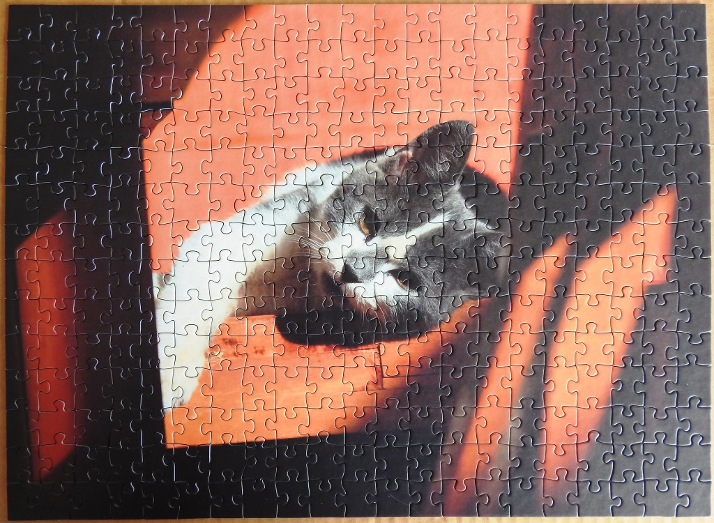 A grey and white cat resting in a sunlit patch on an orange surface against a dark background.