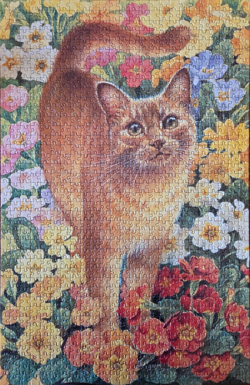 An orange tabby cat standing in a garden of colorful primrose flowers.