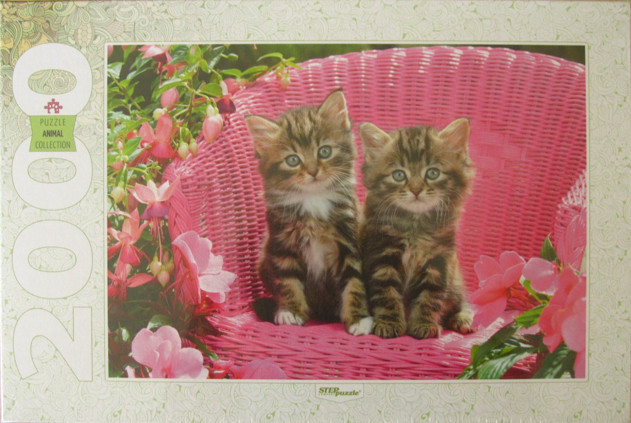Two fluffy tabby kittens sitting side-by-side on a vibrant pink wicker chair, surrounded by fuchsia flowers.