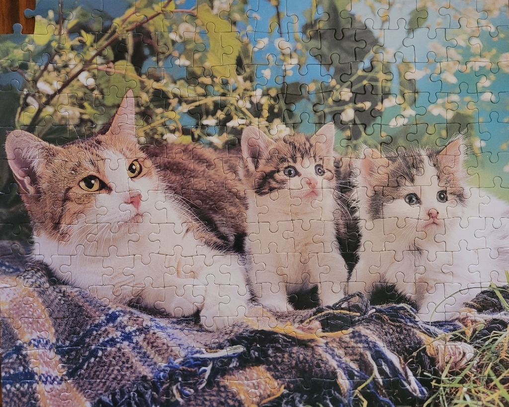A mother cat and two kittens resting on a plaid blanket against a background of foliage and blue sky.