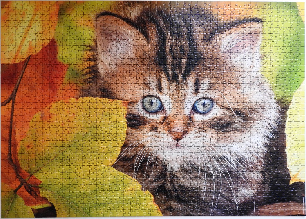 Close-up portrait of a fluffy tabby kitten with bright blue eyes peeking through vibrant autumn leaves.