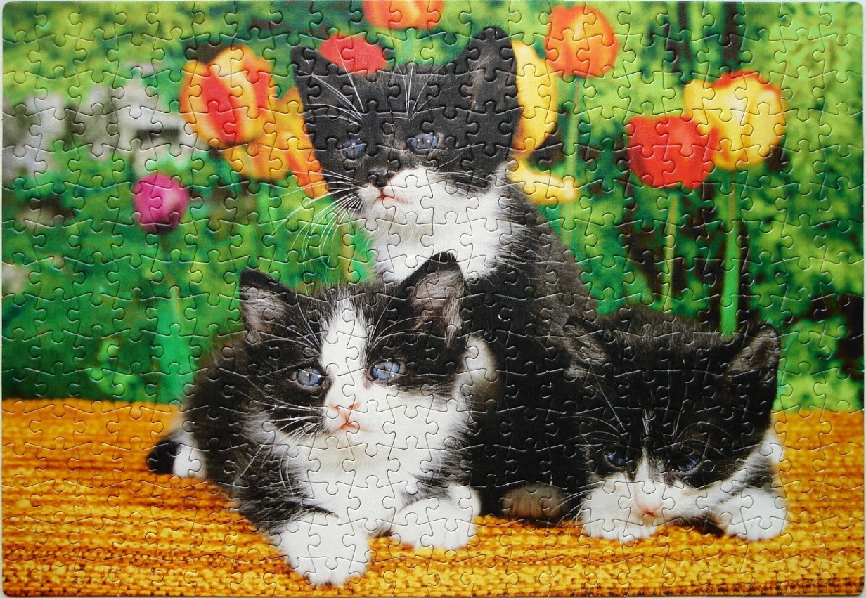 Three black and white kittens posing in front of a colorful tulip garden.