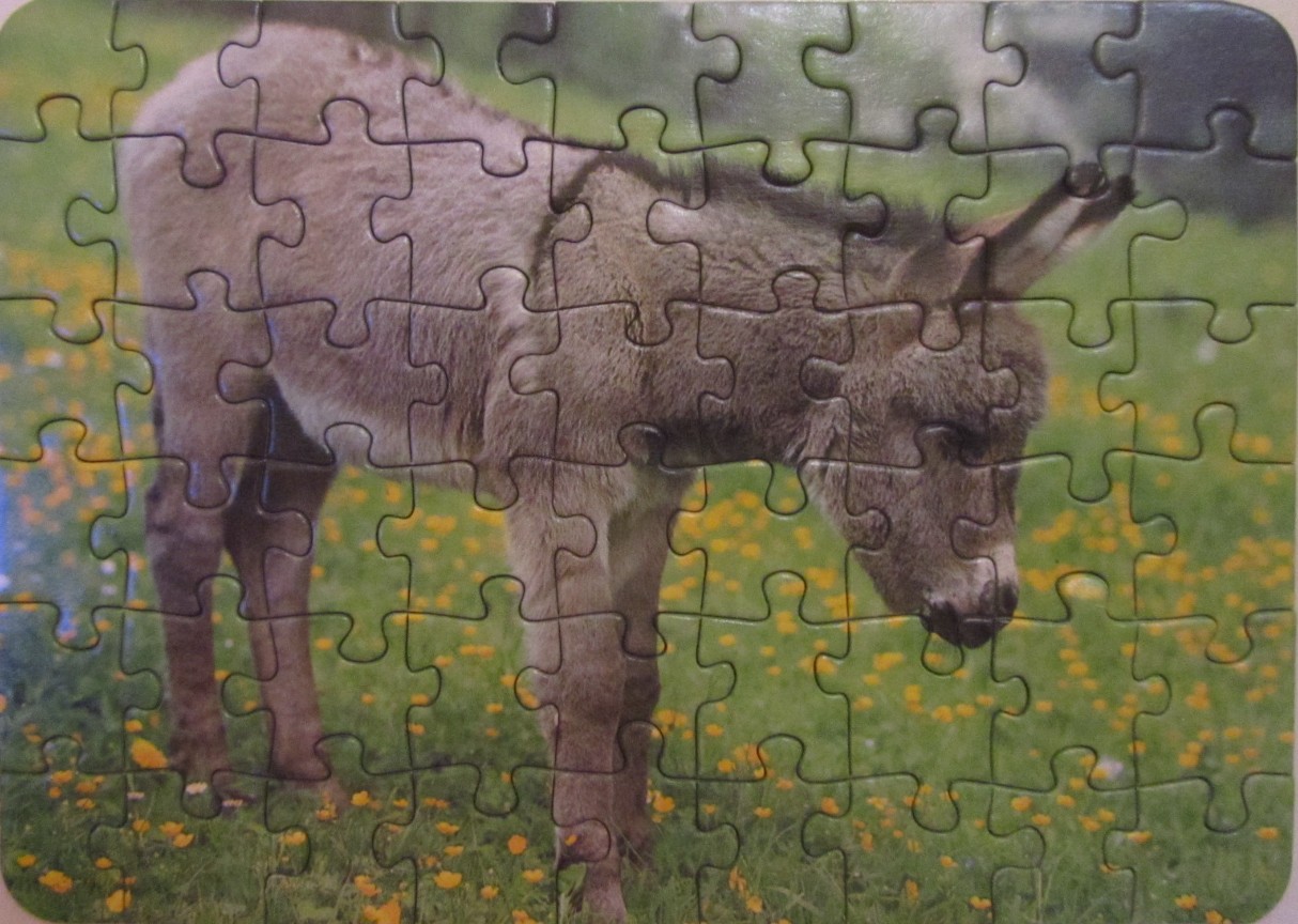 A young donkey standing in a grassy meadow filled with yellow buttercups.