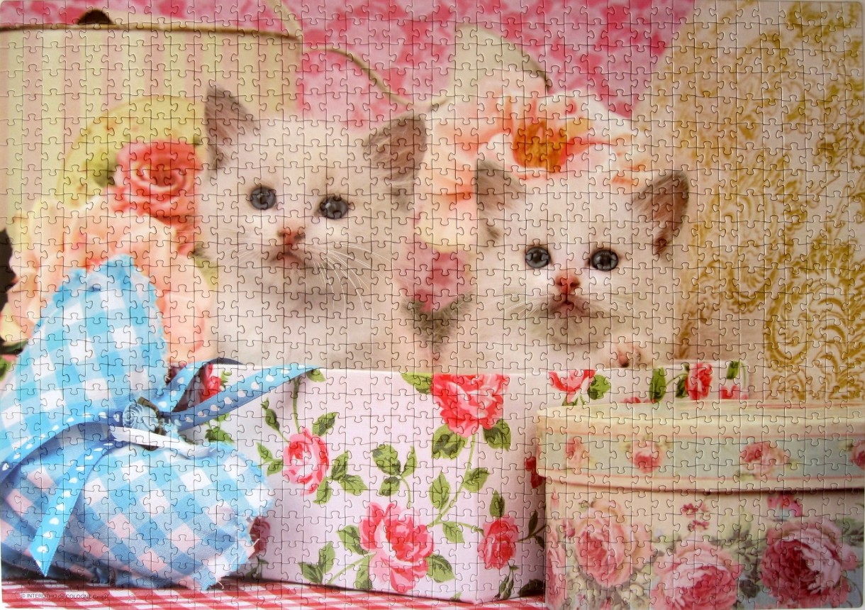 Two fluffy white kittens sitting inside decorated floral boxes.