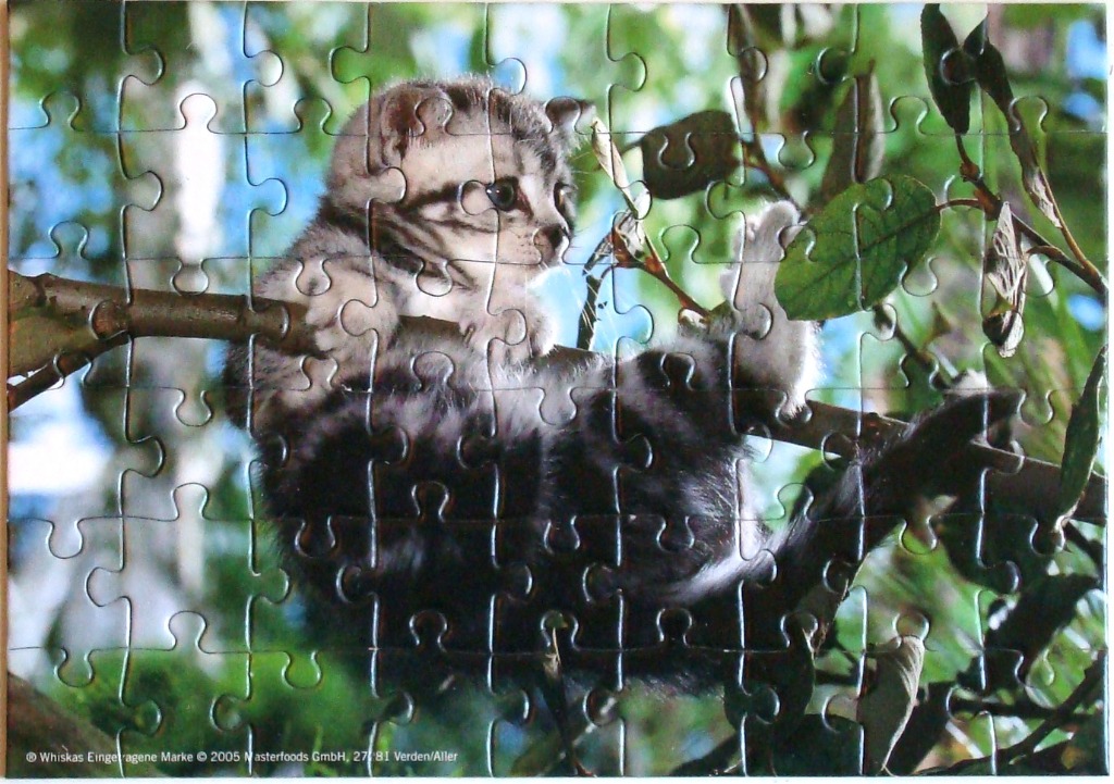 A fluffy grey tabby kitten perched on a tree branch against a background of foliage and blue sky.