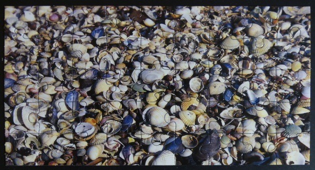 A dense, top-down photograph of a beach covered in countless seashells of various sizes, shapes, and neutral colours.