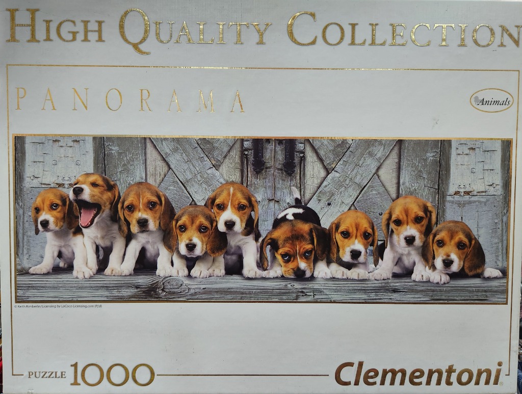 A row of eight adorable beagle puppies lined up in front of a rustic wooden door.