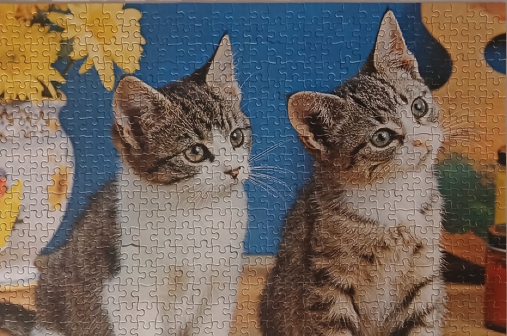 Two tabby kittens side-by-side in front of a blue background with a yellow floral arrangement.