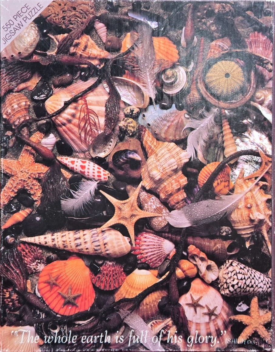 A close-up photograph of an assortment of seashells, starfish, and feathers scattered on dark sand.