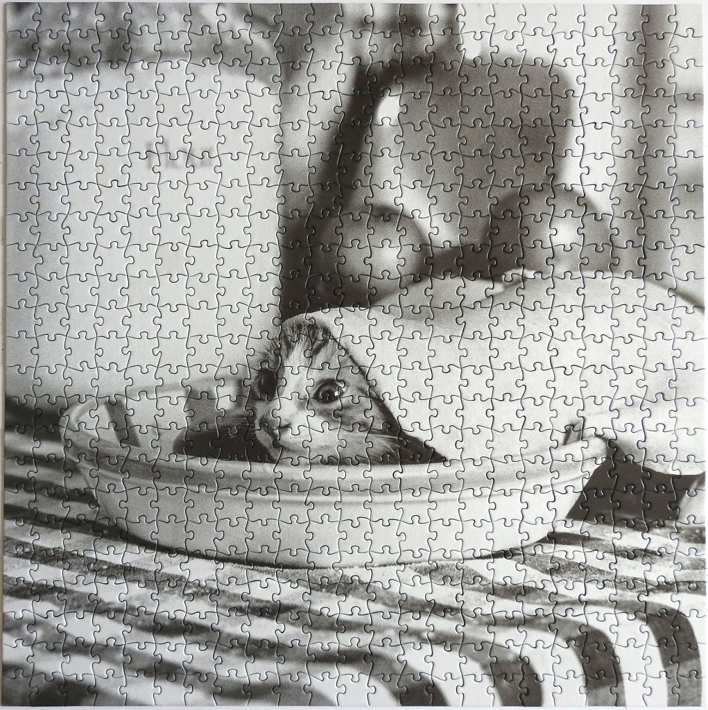 A black and white photograph of a small kitten tucked into a round baking dish on a striped surface.