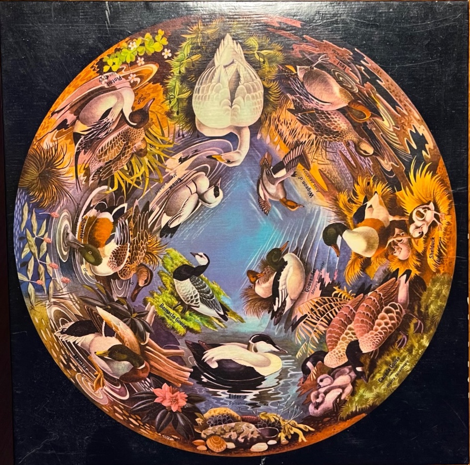 Circular illustration of various duck species arranged in a wheel pattern around a central pool of water.