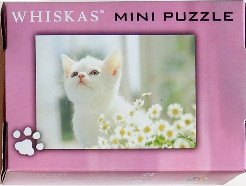 A fluffy white kitten looking upwards amidst a cluster of small white daisies.