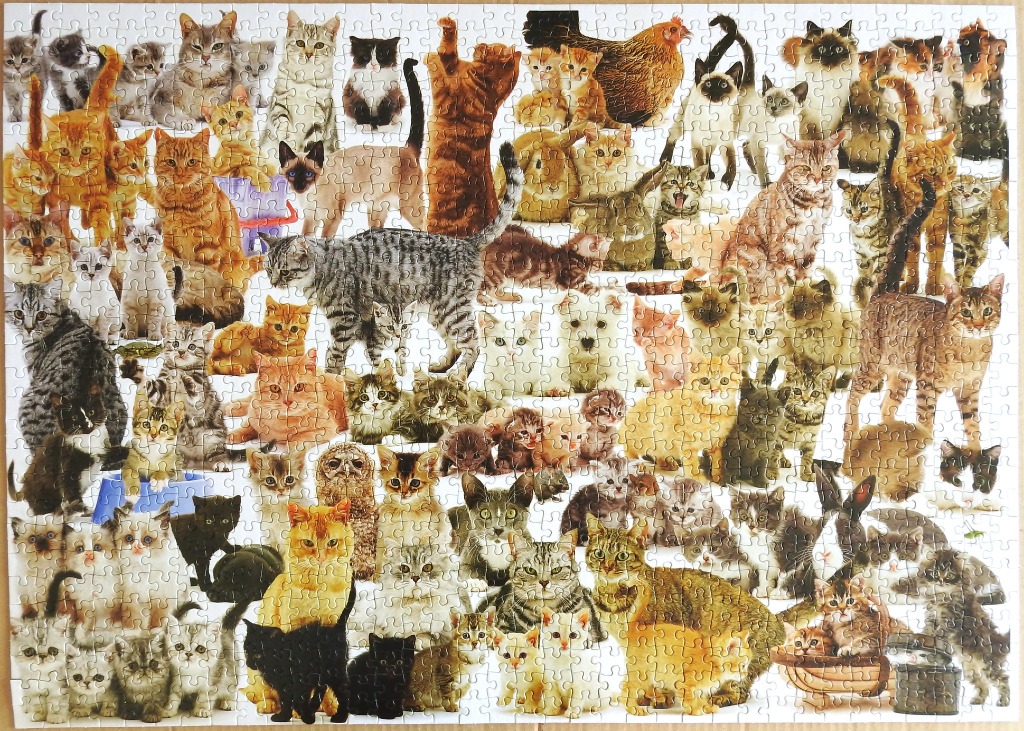 A dense collage of dozens of cats of various breeds, colors, and poses covering the entire frame.