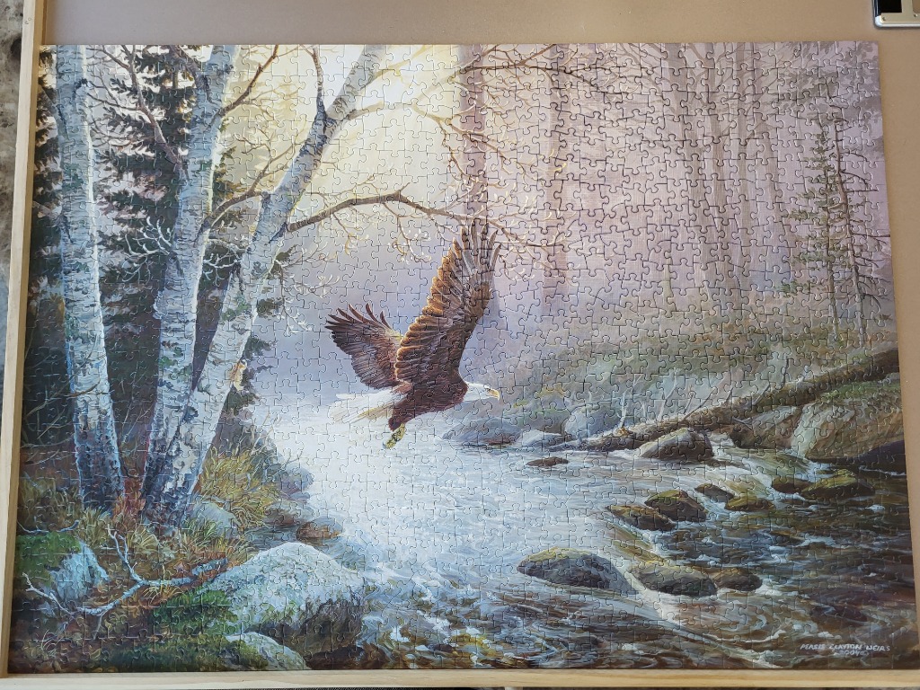A bald eagle flying low over a sunlit mountain stream bordered by birch trees.