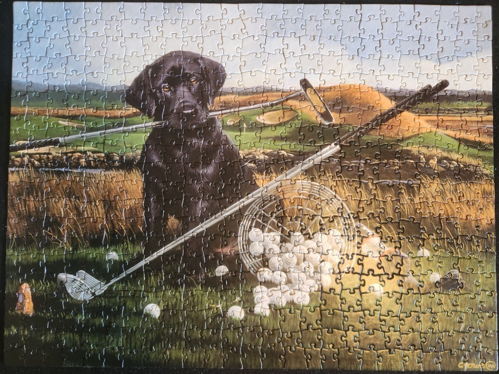 A black Labrador retriever sitting on a golf course holding a golf club in its mouth.