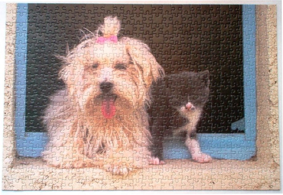 A fluffy cream-coloured dog with a pink bow and a small black kitten sitting together in a window frame.