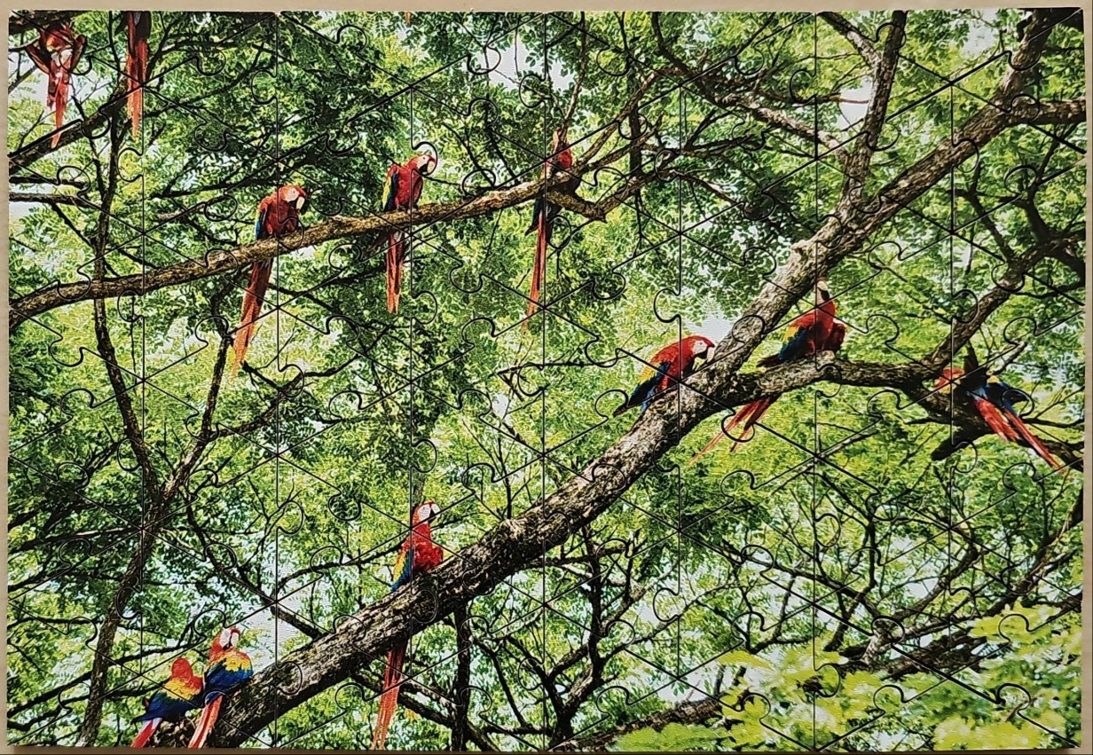 Multiple scarlet macaws perched on branches in a sunlit leafy tree