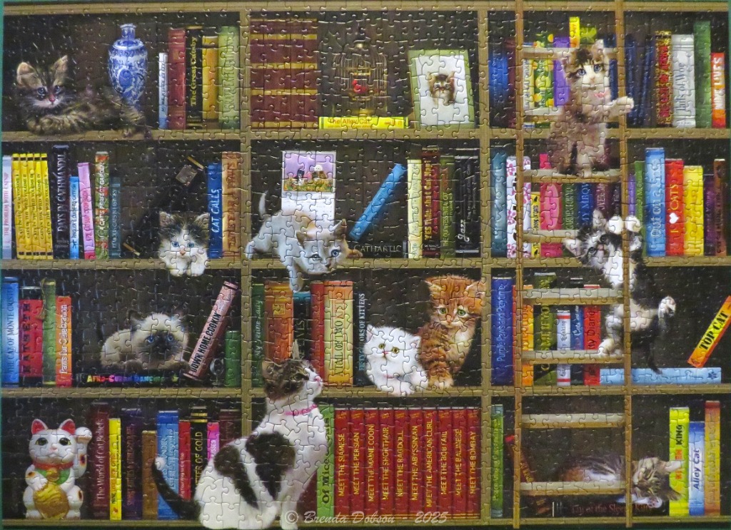 A library bookcase filled with books and playful kittens